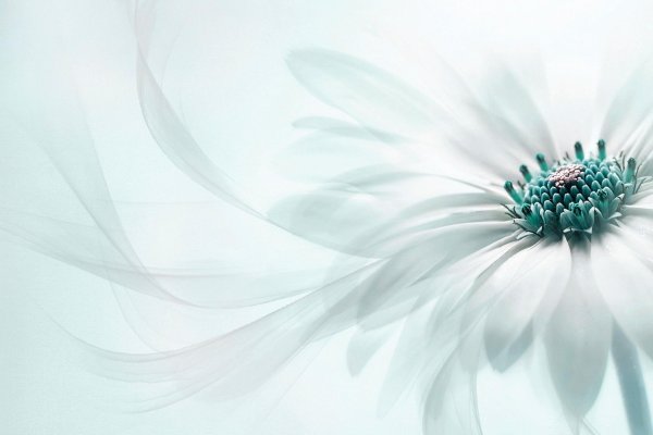 светлые обои