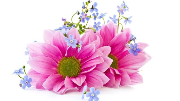 красивые цветы без фона