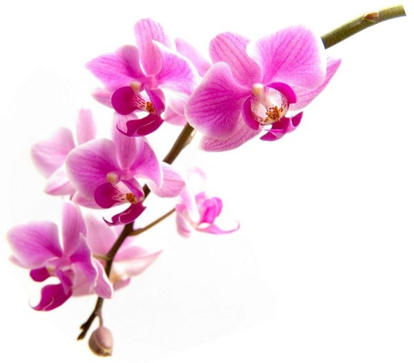 фаленопсис ветка