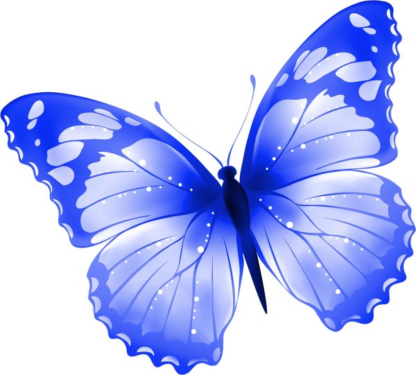 голубая бабочка