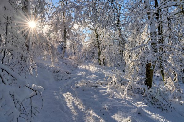 в зимнем лесу