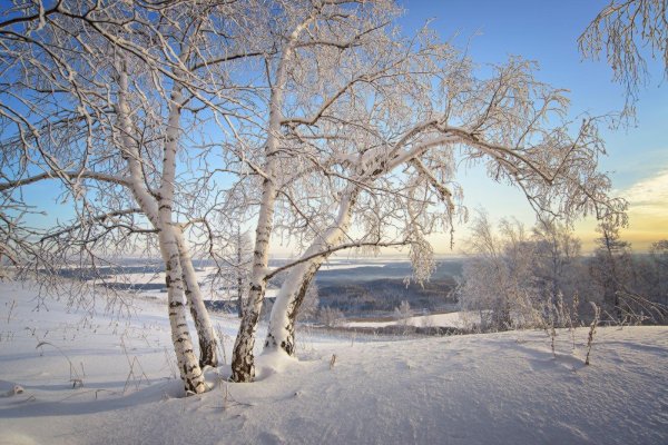 береза в снегу