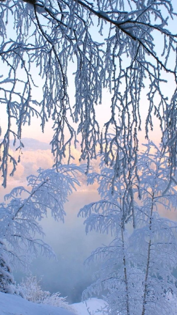 сказочный зимний лес