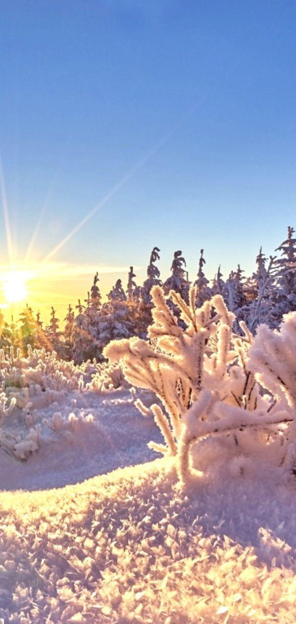 зимний солнечный лес