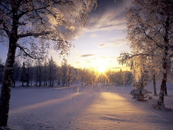 зимнее утро в лесу