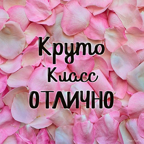 лепестки роз