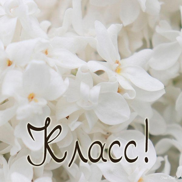 белые цветки