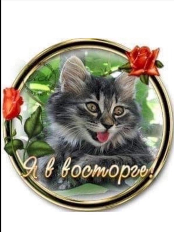 мерцающие котики