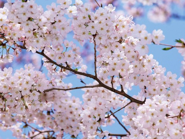 цветущие деревья