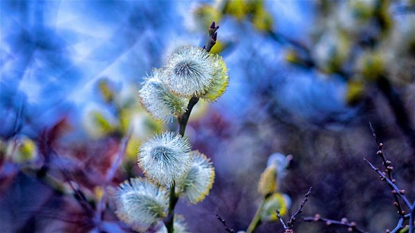 с вербным воскресеньем открытки