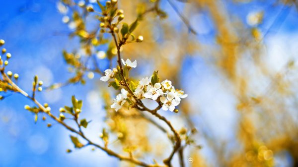 весеннее солнышко