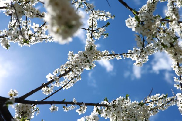 вишни в цвету