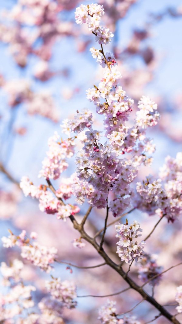 цветение сакуры