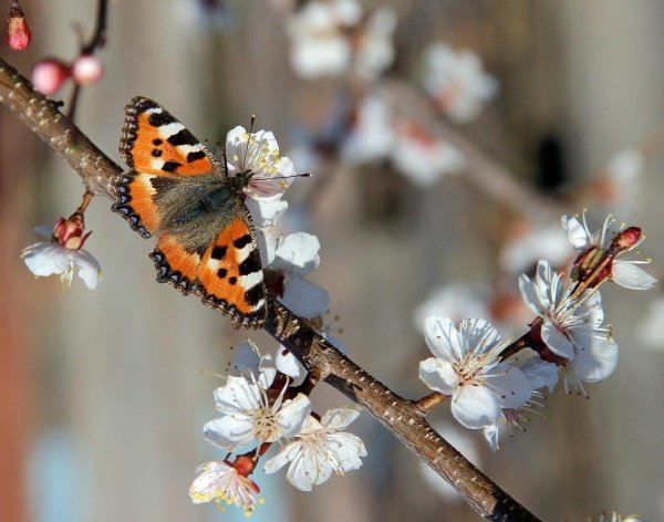 бабочка крапивница