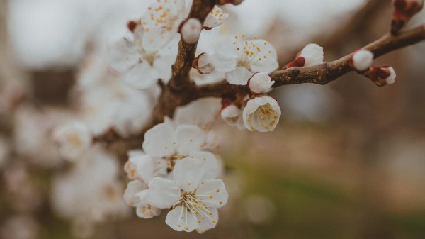 цветет абрикос