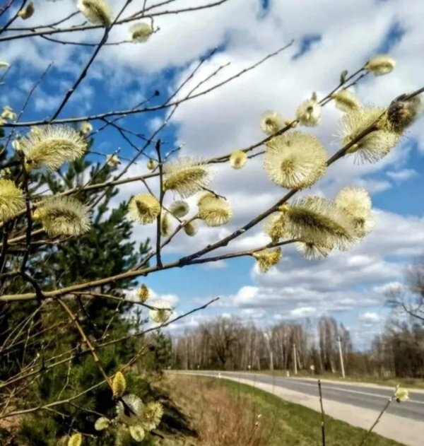 ива и верба