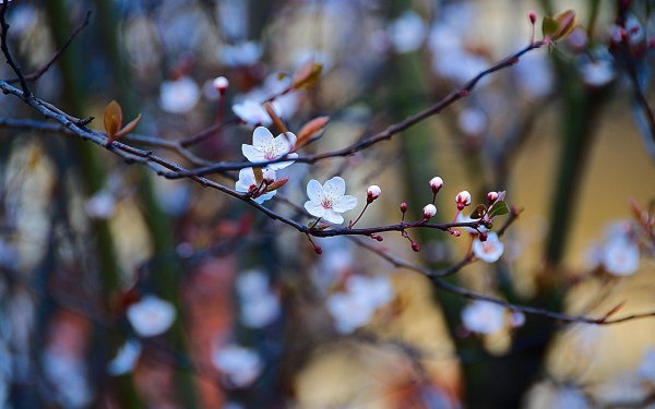 ветка цветущей вишни