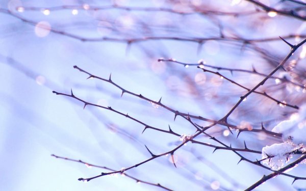 красивые ветви деревьев