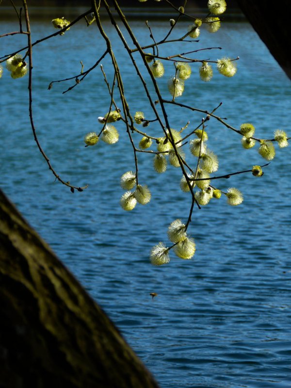 верба растение