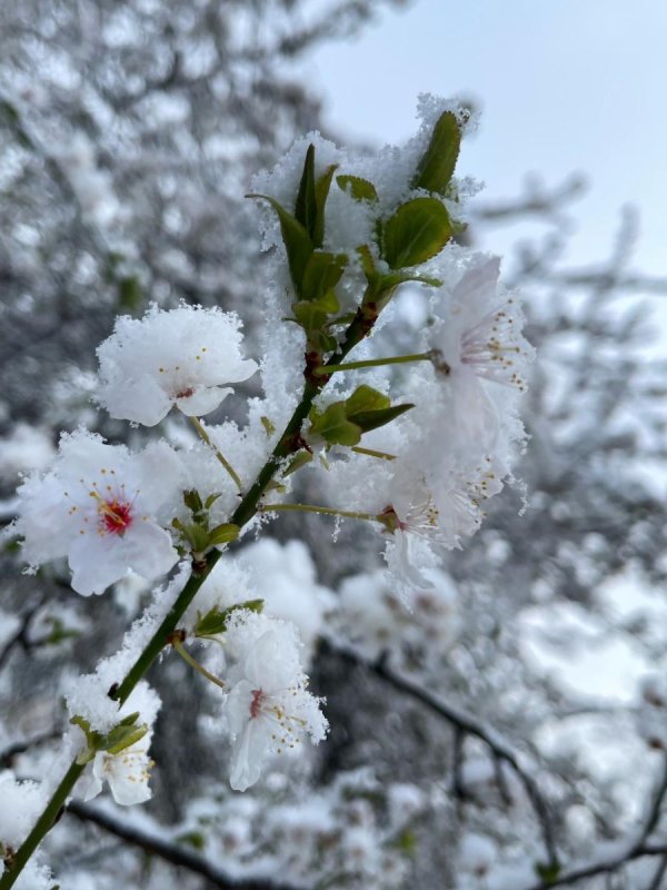 весенний снег