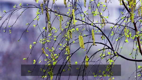 береза весной