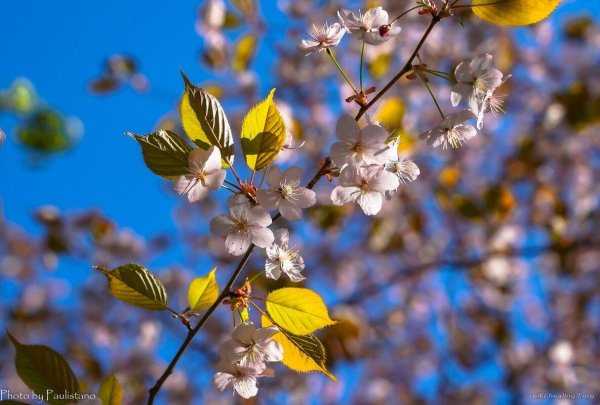 бирюлёвский дендропарк сакура