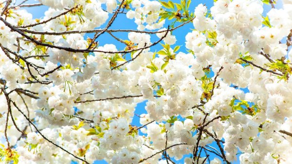 дерево весеннее