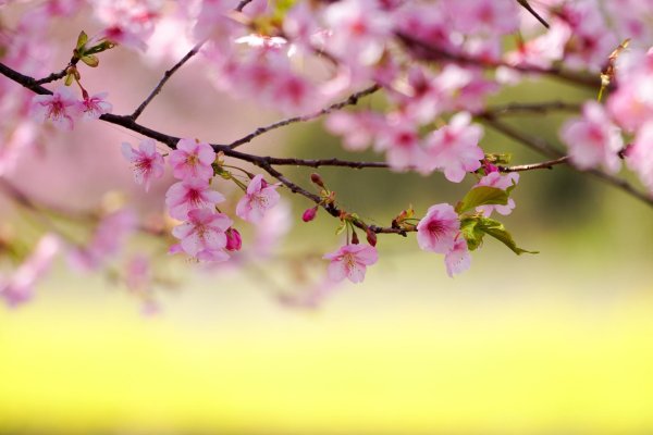 цветущая вишня