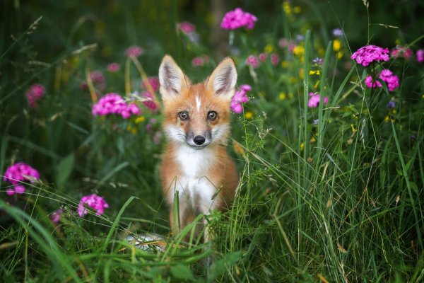 милые лисята