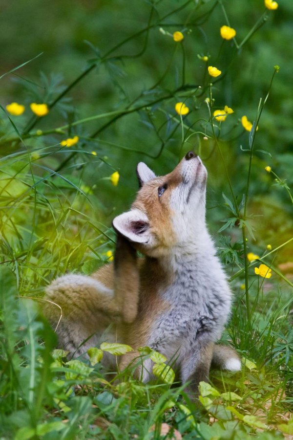 маленькие лисята