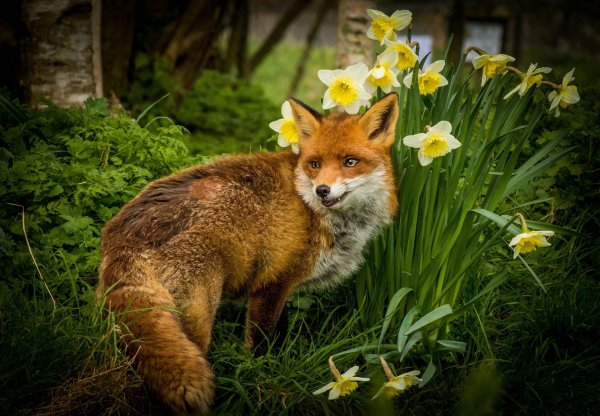 лисица в лесу