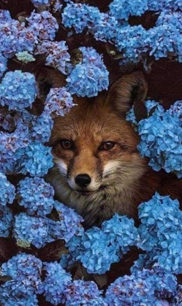 лисенок эстетика