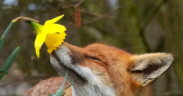 лисичка в цветах