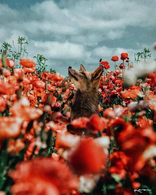 лисенок животные