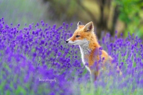 природа животные