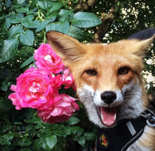 лисенок животные