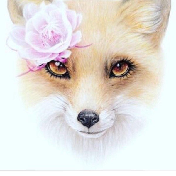красивые рисунки лисы