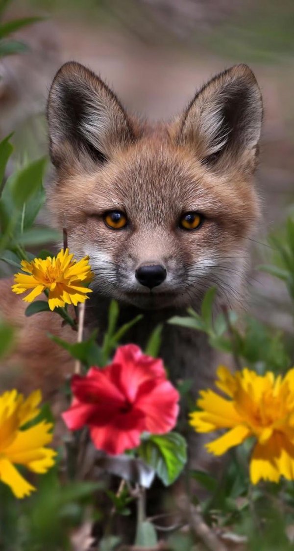 милые лисята