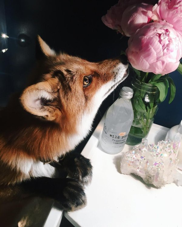 картина с лисой