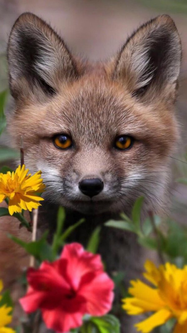 лисенок маленький