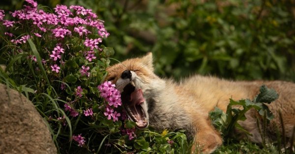 лисенок животные