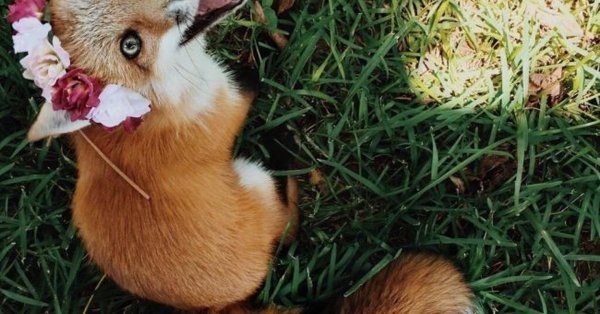 лисичка патрикеевна полярная