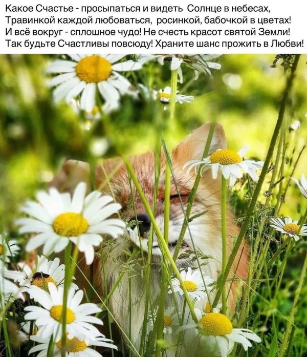 лето животные