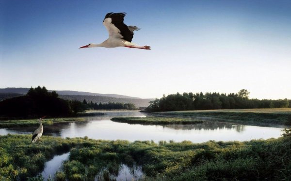 зямля пад белымі крыламі