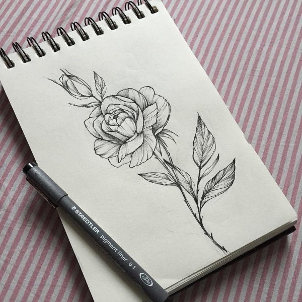 цветы для срисовки карандашом в скетчбук