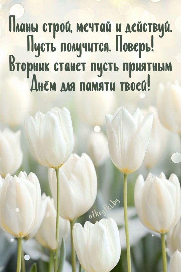 белые тюльпаны