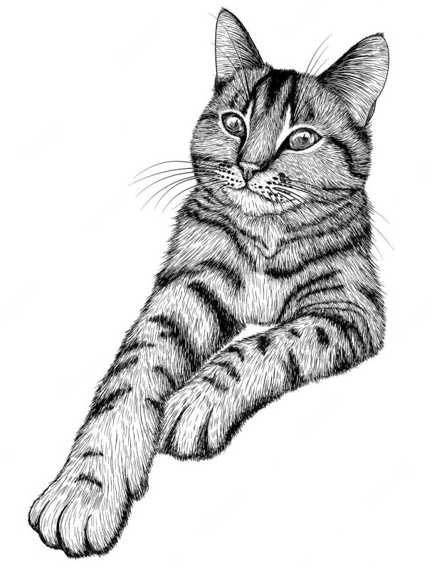 полосатый кот раскраска