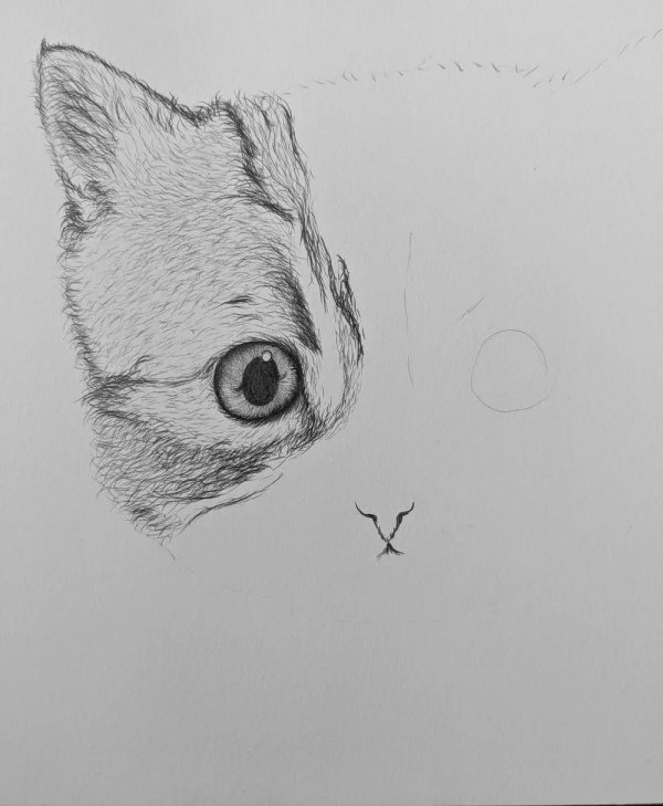 котята карандашом