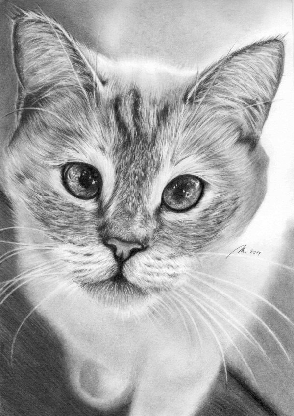 портрет кошки карандашом