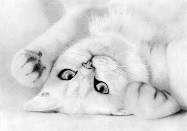 милая пушистая кошечка